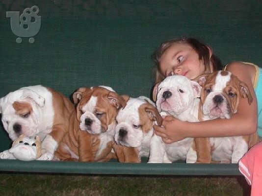 PoulaTo: Αγγλικά κουτάβια μπουλντόγκ / English Bulldog Puppies