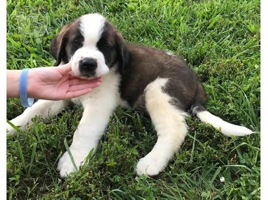 PoulaTo: St Bernard puppies