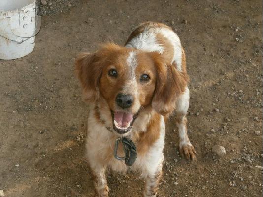 PoulaTo: Επανιελ καλαζαρικο ψαχνει οικογενεια