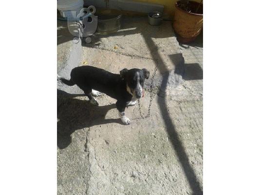 Μικροσωμο σκυλακι χαριζεται