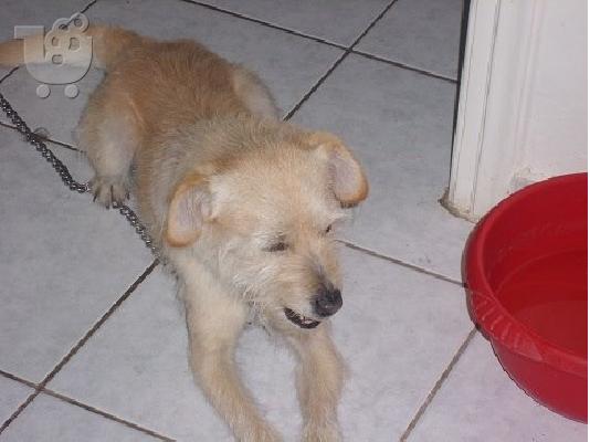 Μικροσωμο σκυλακι βρεθηκε κ χαριζεται