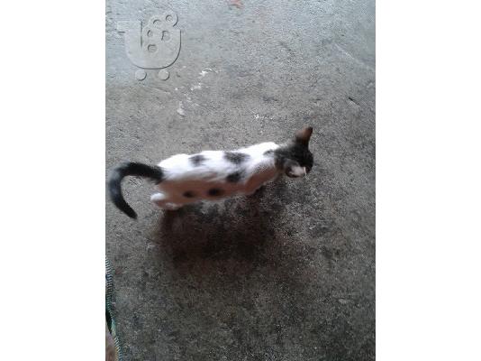 Γατακι 2μηνων χαριζεται