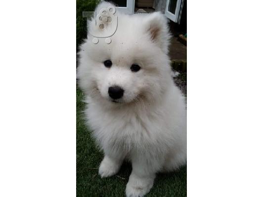 PoulaTo: κουτάβια samoyed