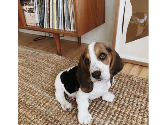 PoulaTo: Υπέροχα κουτάβια Basset Hound για υιοθεσία