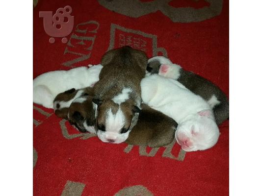 PoulaTo: πωλουνται αγγλικά μπουλντόγκ