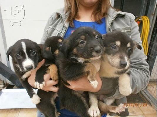 Κουταβακια χαριζονται