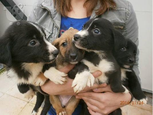 Κουταβακια χαριζονται