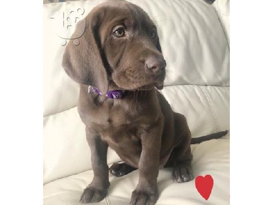 Προς πώληση Labrador Retriever Σκύλοι και κουτάβια