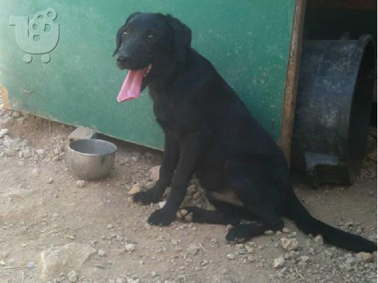 PoulaTo: Κουταβος ημιαιμος Λαμπραντορ χαριζεται