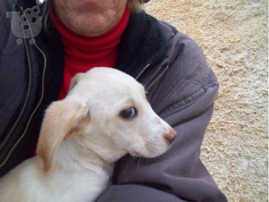 Λευκο κουταβακι χαριζεται