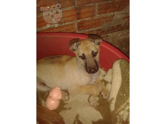 Κουταβακι μαλινουα ημιαιμο χαριζεται