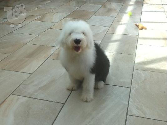 Kc καταχωρημένα παλαιά αγγλικά κουτάβια Sheepdog