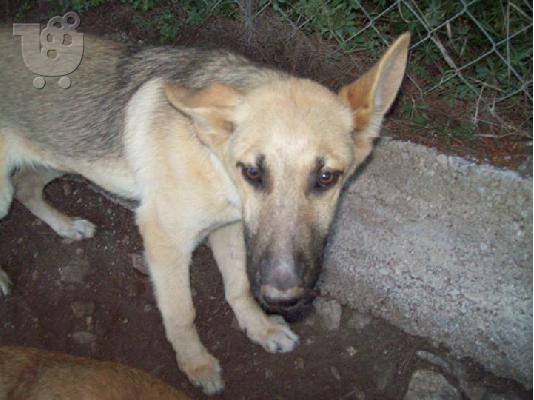 Ξανθοι κουταβοι χαριζονται