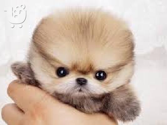 Pomeranian κουτάβια Διαθέσιμο