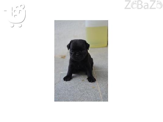 PoulaTo: cute nice looking pug puppies for adoption free