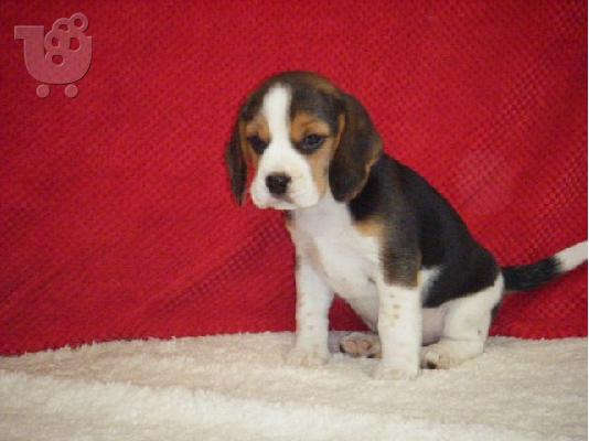 Beagle Puppies για υιοθεσία.