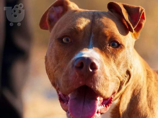 American pitbull terrier red nose καθαρόαιμα κουτάβια