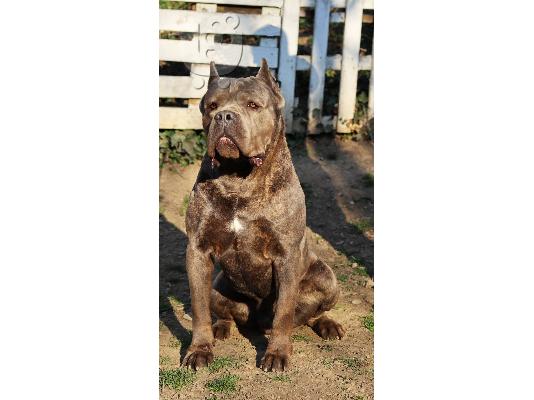 Cane Corso