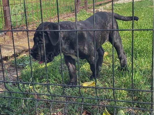 Cane Corso κουτάβι