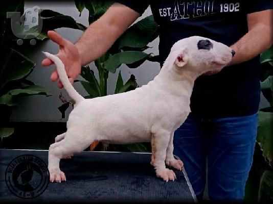 Bull Terrier κουτάβια