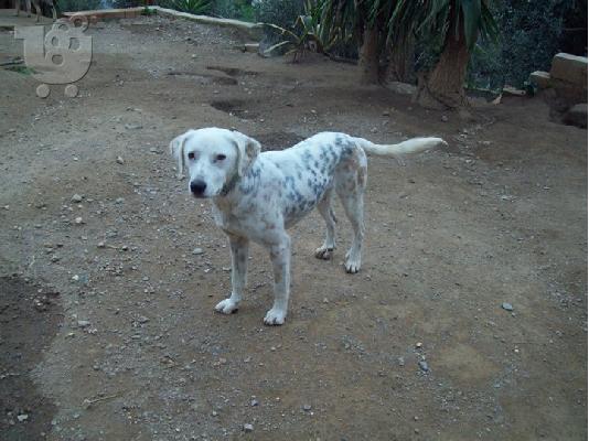 Ο πιτσιλωτος Χοσε χαριζεται