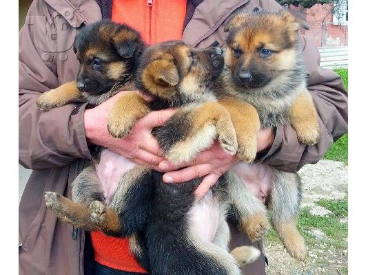 Πωλούνται καθαρόαιμα κουτάβια!!