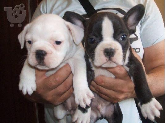 frence bulldog καθαροαιμα και κουταβια Αθηνα 6988190151