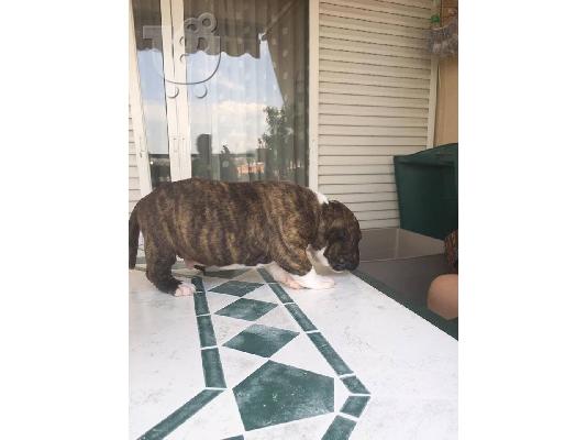 Pitbull