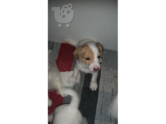 PoulaTo: Jack Russell