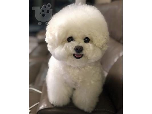 PoulaTo: Poochon Puppies