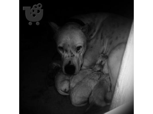 ΠΩΛΟΥΝΤΑΙ ΚΑΘΑΡΟΑΙΜΑ ΚΟΥΤΑΒΙΑ DOGO ARGENTINO