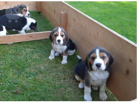 PoulaTo: Πανέμορφα κουτάβια Beagle προς πώληση