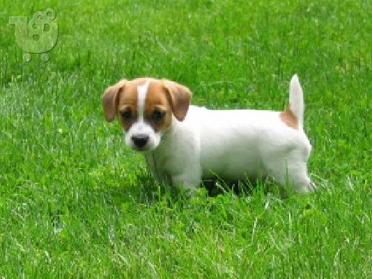 PoulaTo: Γλυκά κουτάβια Jack Russell