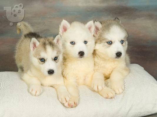 HUSKY SIBERIAN