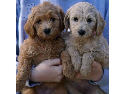 PoulaTo: Golden doodle κουτάβια για το νέο σπίτι