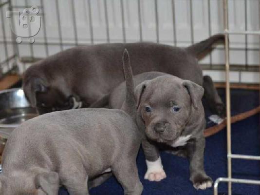 PoulaTo: Stafforshair κουτάβια bull terrier για υιοθεσία