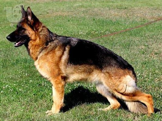 PoulaTo: German Shepherd καθαροαιμα κουταβια Αθηνα-Κρητη-Νησια 6979314054