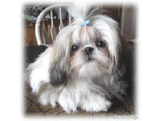 Σιχ Τσου καθαροαιμο κουταβακι