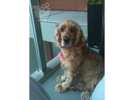 ΧΑΡΙΖΕΤΑΙ ΑΡΣΕΝΙΚΟ ΚΟΚΕΡ ΣΠΑΝΙΕΛ