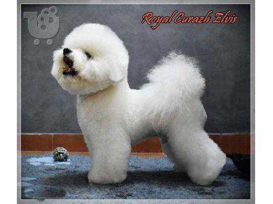 Bichon Frize κουτάβια