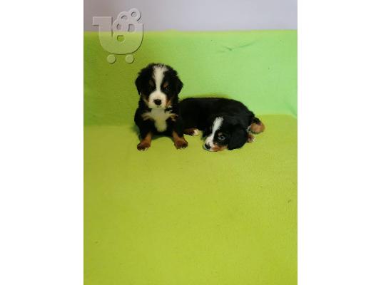 Κουτάβια Bernese Mountain Dog