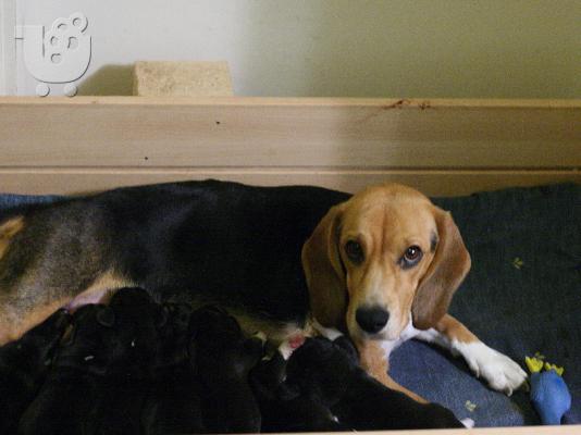 Δίνονται Beagle κουτάβια καθαρόαιμα,θηλυκά και αρσενικά. Τώρα είναι ενός μήνα (26/11/2015)...