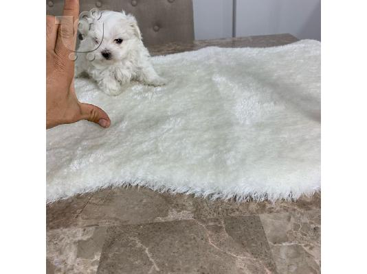 X-MASS φλιτζάνι τσαγιού Maltese150