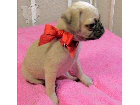 PoulaTo: γλυκά κουτάβια Pug προς πώληση