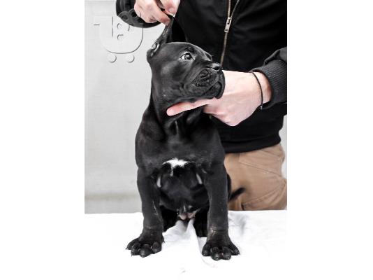 Cane Corso κουτάβια