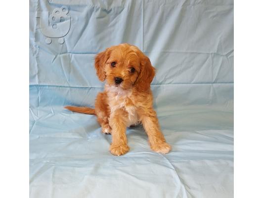 Διαθέσιμα χαριτωμένα κουτάβια Cavapoo.