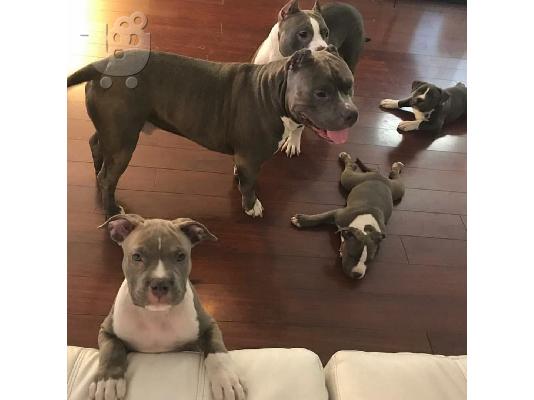 Πανέμορφο pit bull