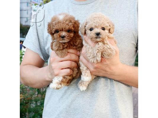 PoulaTo: Διατίθενται κουτάβια Toy Poodle