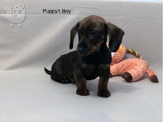 Κουτάβια Dachshund έτοιμα τώρα
