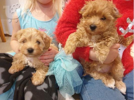 PoulaTo: Maltipoo Pups έτοιμα τώρα
